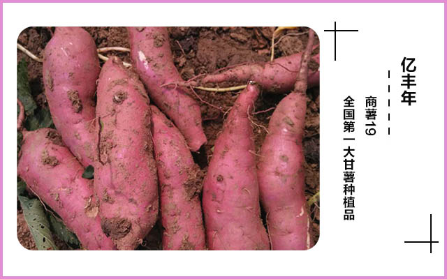 控旺至尊，薯行美觀，專門解決控旺難題.jpg