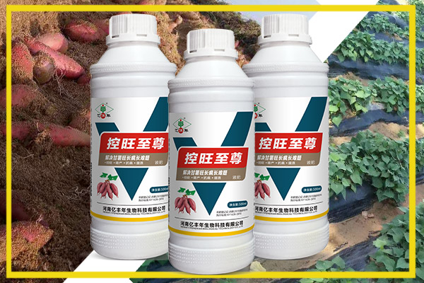 對于濟薯25.26這樣難控的品種，用控旺至尊控旺.jpg