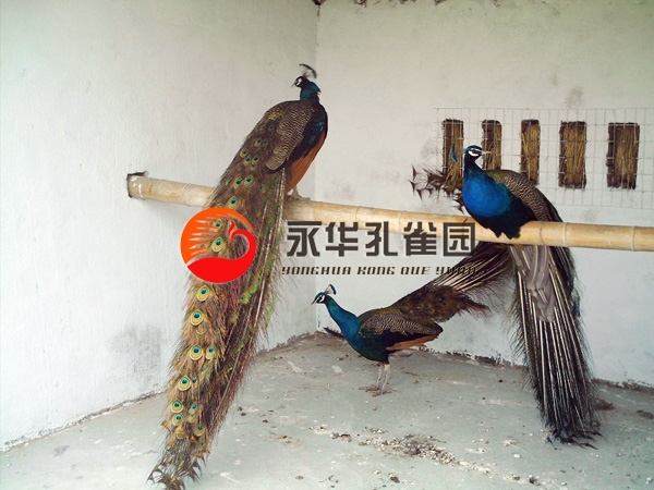 藍孔雀.jpg